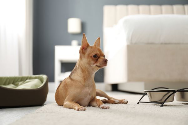 pet-friendly flooring options